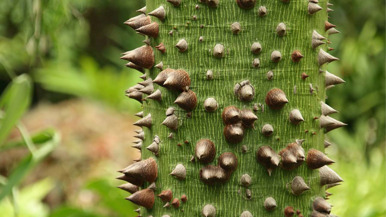 Manual de Trasplante de árboles de rescate - Grupo Xcaret Sitio Corporativo